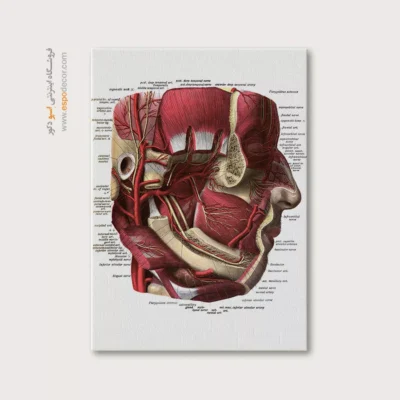 تابلو آناتومی - اسپو دکور
