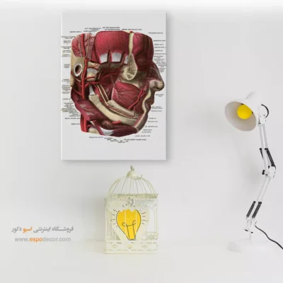 تابلو آناتومی - اسپو دکور