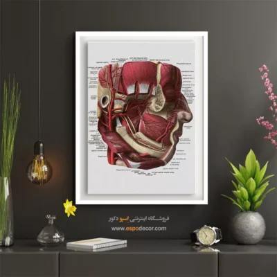 تابلو آناتومی - اسپو دکور