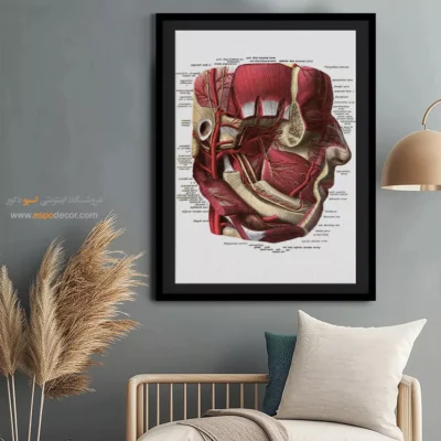 تابلو آناتومی - اسپو دکور