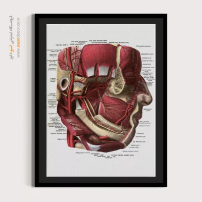 تابلو آناتومی - اسپو دکور