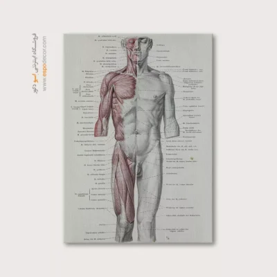 تابلو آناتومی - اسپو دکور