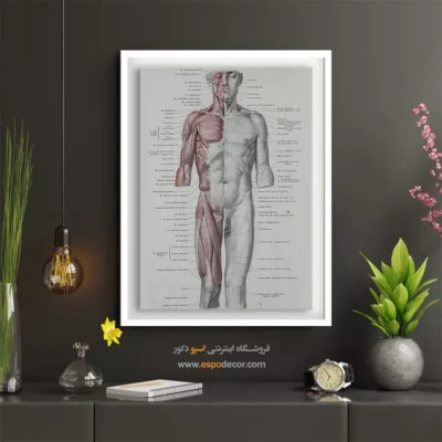 تابلو آناتومی - اسپو دکور