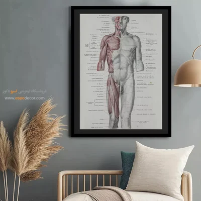 تابلو آناتومی - اسپو دکور