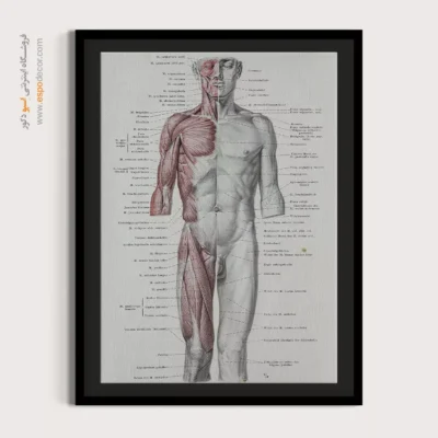 تابلو آناتومی - اسپو دکور