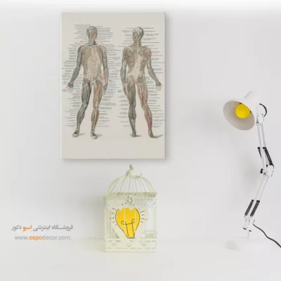 تابلو آناتومی - اسپو دکور
