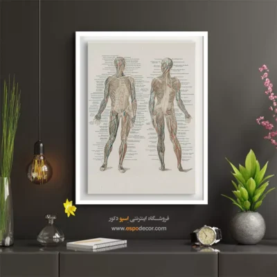تابلو آناتومی - اسپو دکور