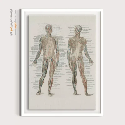 تابلو آناتومی - اسپو دکور
