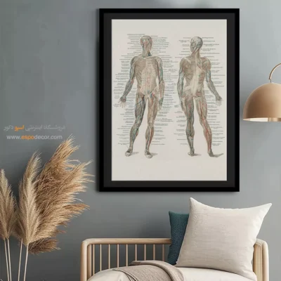 تابلو آناتومی - اسپو دکور