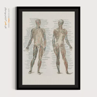 تابلو آناتومی - اسپو دکور