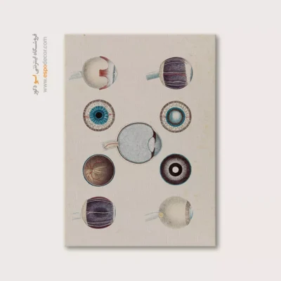 تابلو آناتومی - اسپو دکور