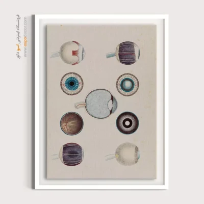 تابلو آناتومی - اسپو دکور