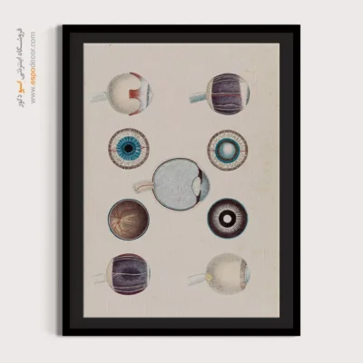 تابلو آناتومی - اسپو دکور