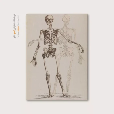 تابلو آناتومی - اسپو دکور