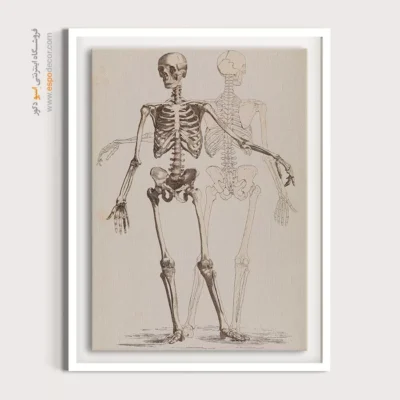 تابلو آناتومی - اسپو دکور