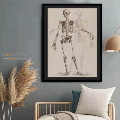 تابلو آناتومی - اسپو دکور