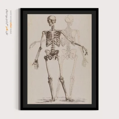 تابلو آناتومی - اسپو دکور