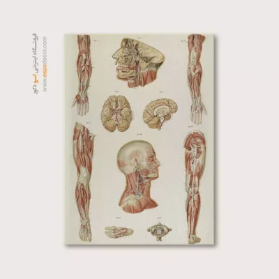 تابلو آناتومی - اسپو دکور