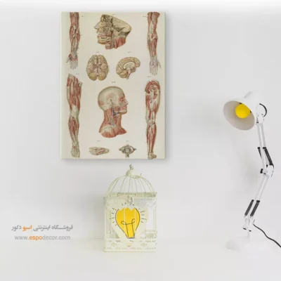 تابلو آناتومی - اسپو دکور