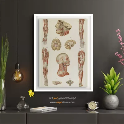 تابلو آناتومی - اسپو دکور