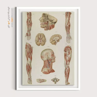 تابلو آناتومی - اسپو دکور