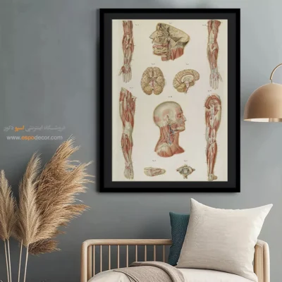 تابلو آناتومی - اسپو دکور