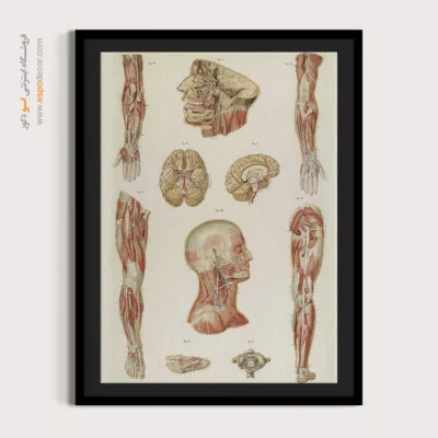 تابلو آناتومی - اسپو دکور