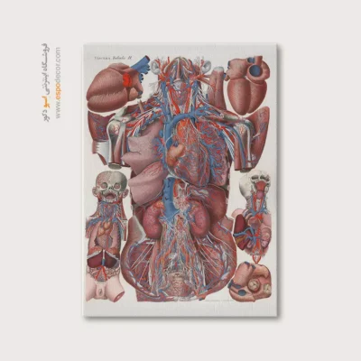 تابلو آناتومی - اسپو دکور