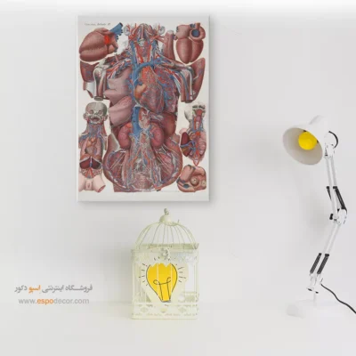 تابلو آناتومی - اسپو دکور