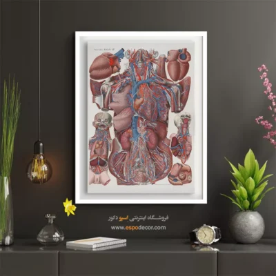 تابلو آناتومی - اسپو دکور