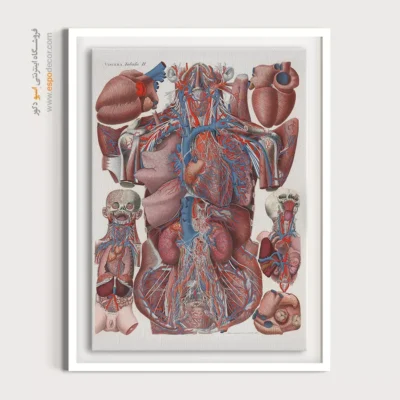 تابلو آناتومی - اسپو دکور