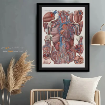 تابلو آناتومی - اسپو دکور