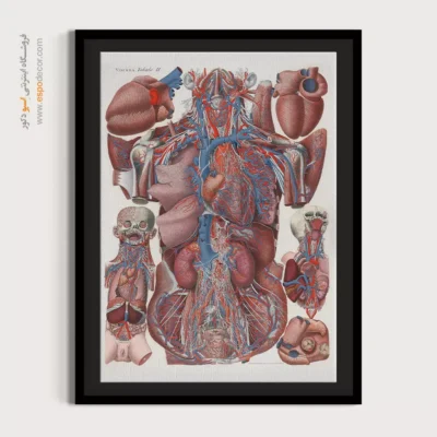 تابلو آناتومی - اسپو دکور