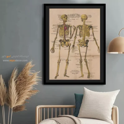 تابلو آناتومی - اسپو دکور