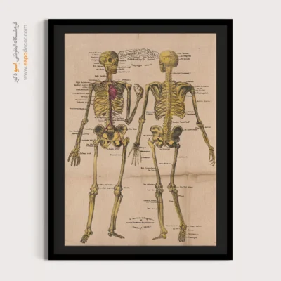 تابلو آناتومی - اسپو دکور