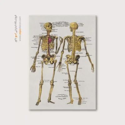 تابلو آناتومی - اسپو دکور