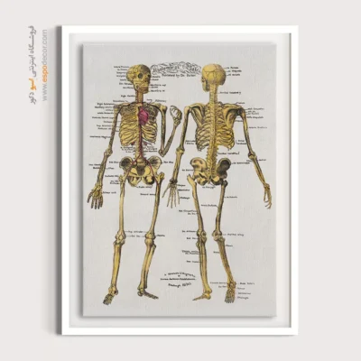 تابلو آناتومی - اسپو دکور