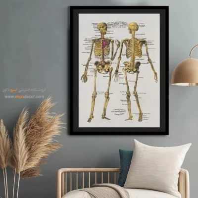 تابلو آناتومی - اسپو دکور