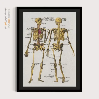 تابلو آناتومی - اسپو دکور