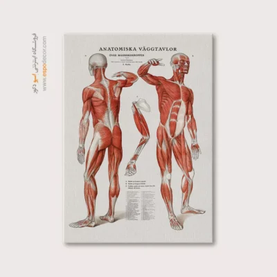 تابلو آناتومی - اسپو دکور