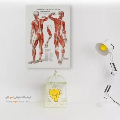 تابلو آناتومی - اسپو دکور