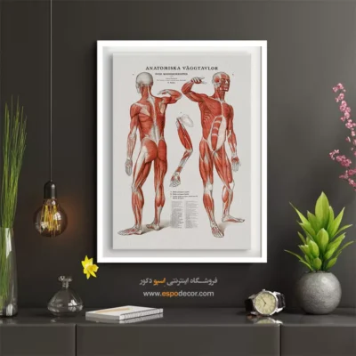 تابلو آناتومی - اسپو دکور