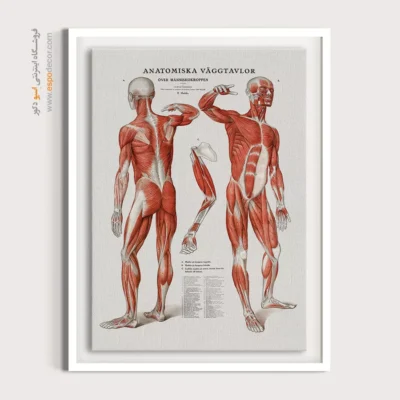 تابلو آناتومی - اسپو دکور
