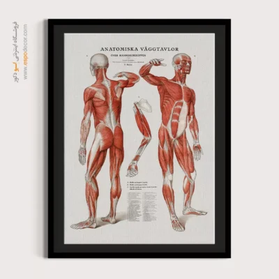 تابلو آناتومی - اسپو دکور