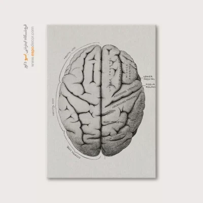 تابلو آناتومی - اسپو دکور