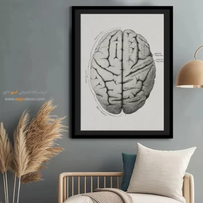 تابلو آناتومی - اسپو دکور