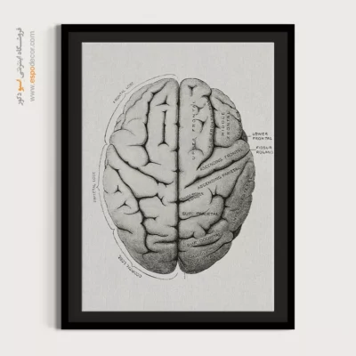 تابلو آناتومی - اسپو دکور