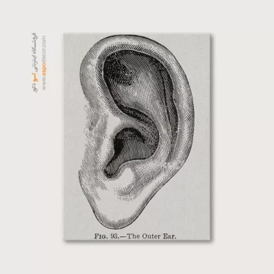 تابلو آناتومی - اسپو دکور