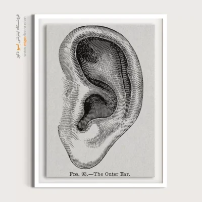 تابلو آناتومی - اسپو دکور