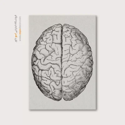 تابلو آناتومی - اسپو دکور